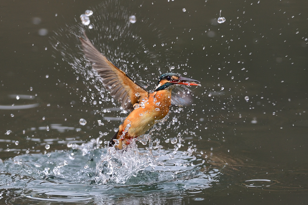 えびゲット A-24