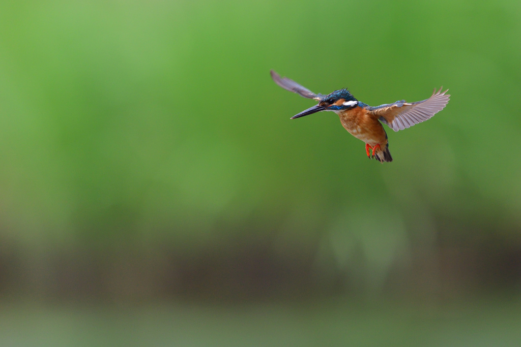 グリーンホバ 4