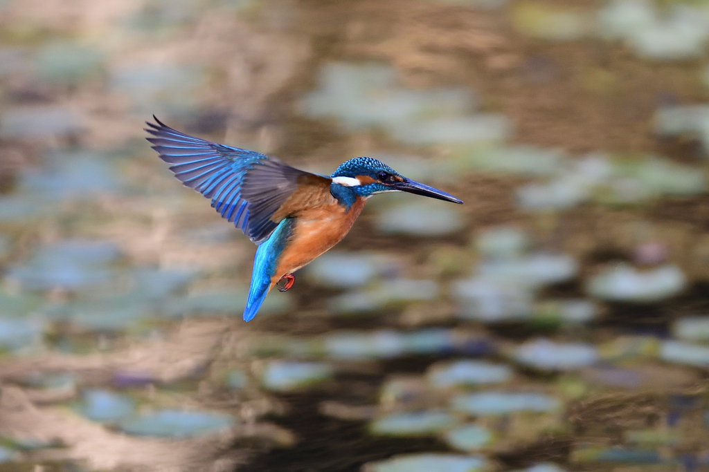 ホバリング 2021_56