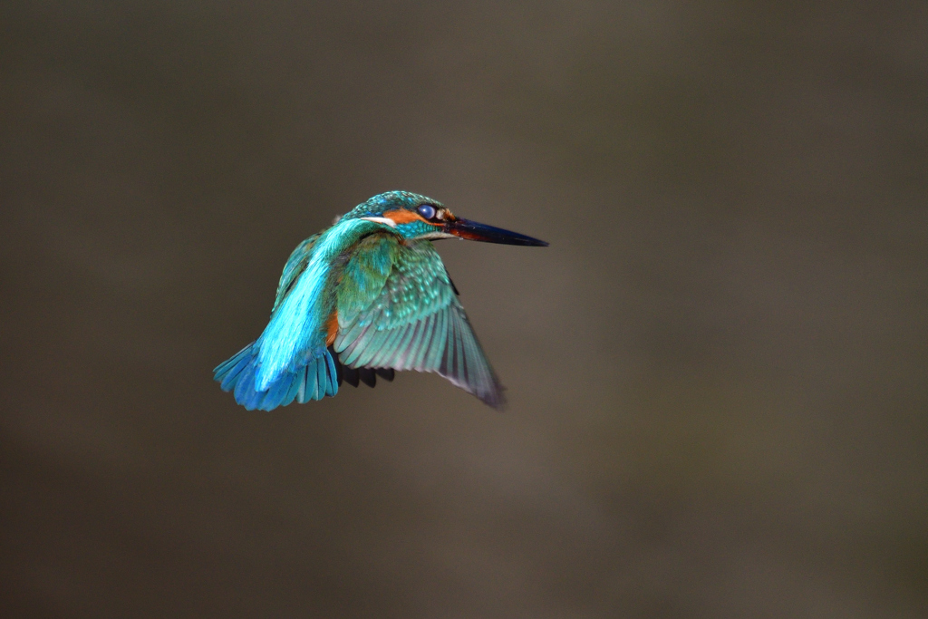 次行ってみよう