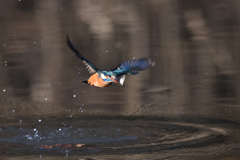 初鳥撮り