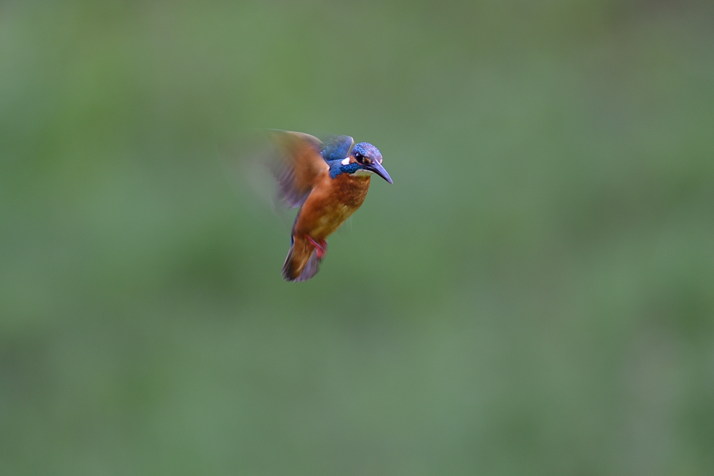 ホバリンング 1