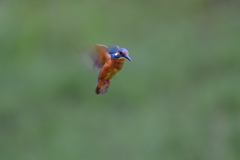 ホバリンング 1