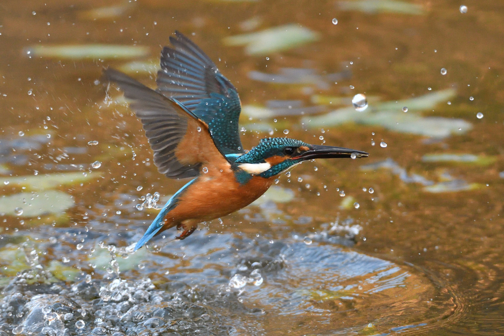 小えびゲット 2