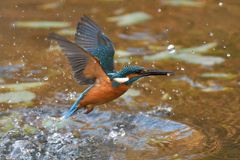 小えびゲット 2