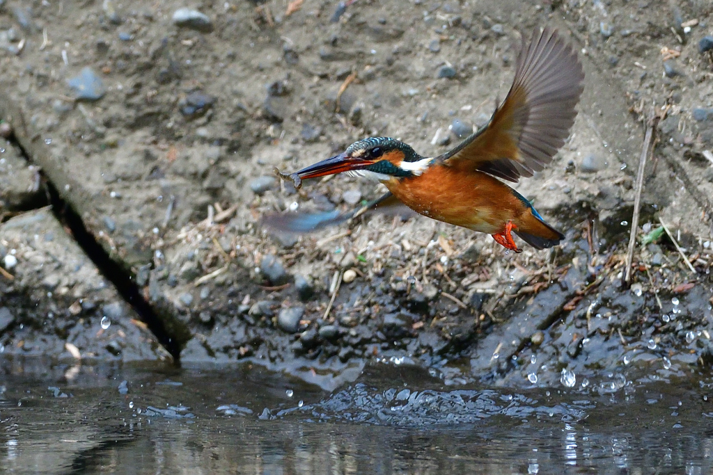 お魚ゲット 2019_85