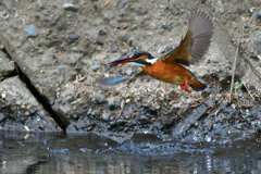 お魚ゲット 2019_85