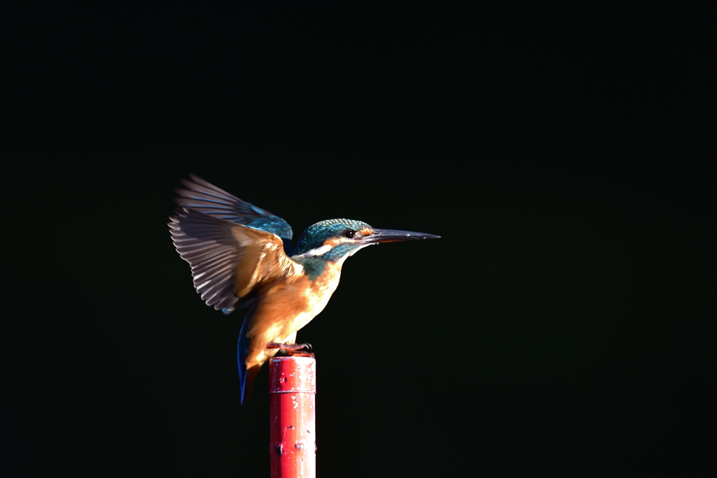 朝日のスポットライト 2