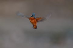 ホバ三昧 2020_50