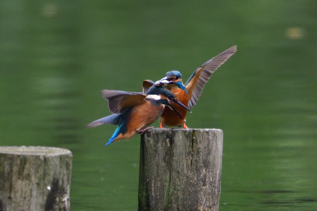 頭に乗せても食べられないよ