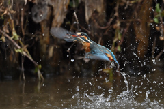 小えびゲット 2