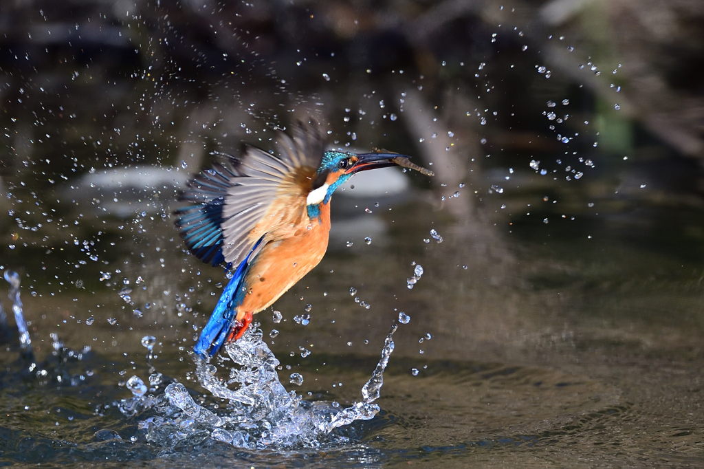 えびゲット 2020_1