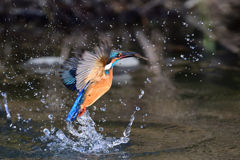 えびゲット 2020_1