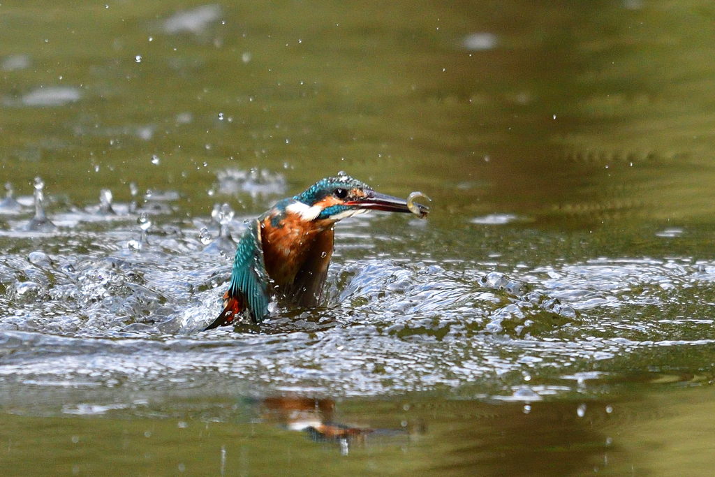 お魚ゲット 2018_89