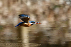 ダイブ戻り 2019_8