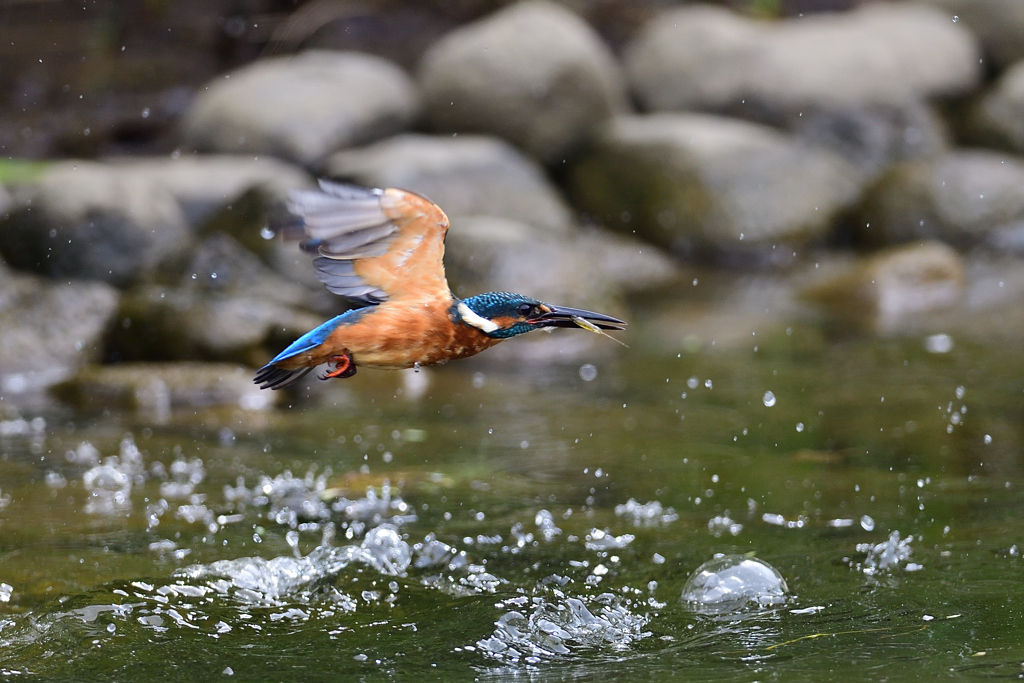 小えびゲット 4
