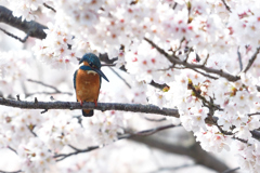 桜カワセミ 2018_4