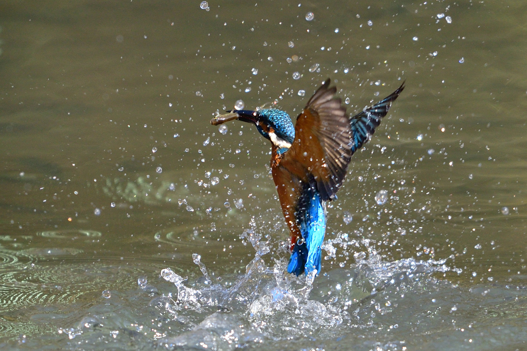 スプラッシュ 2017_13