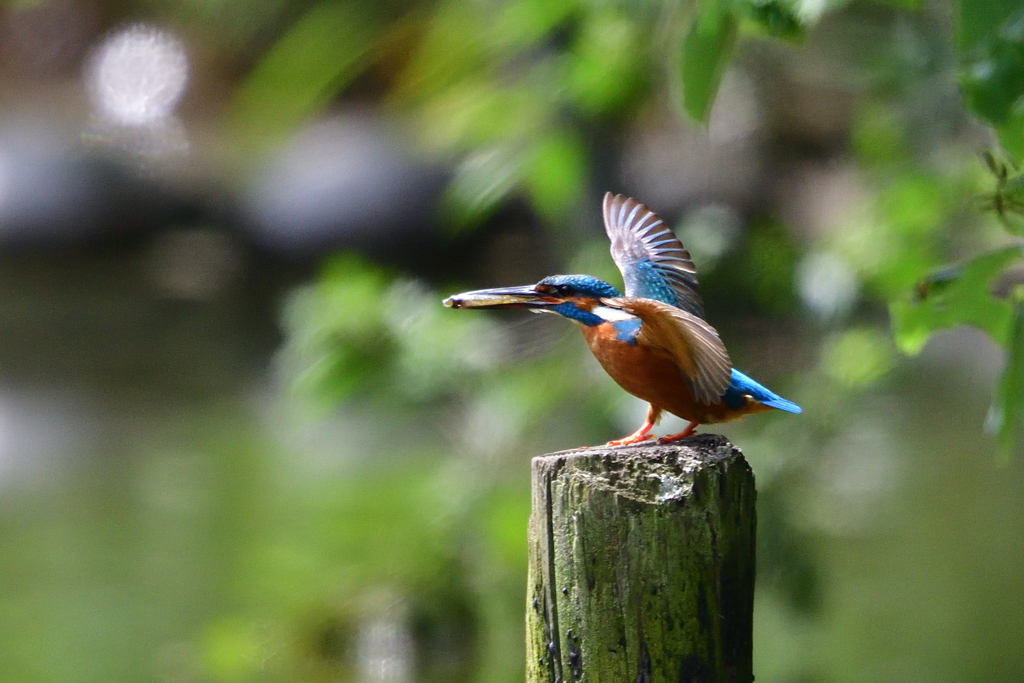 おーい！魚だよ