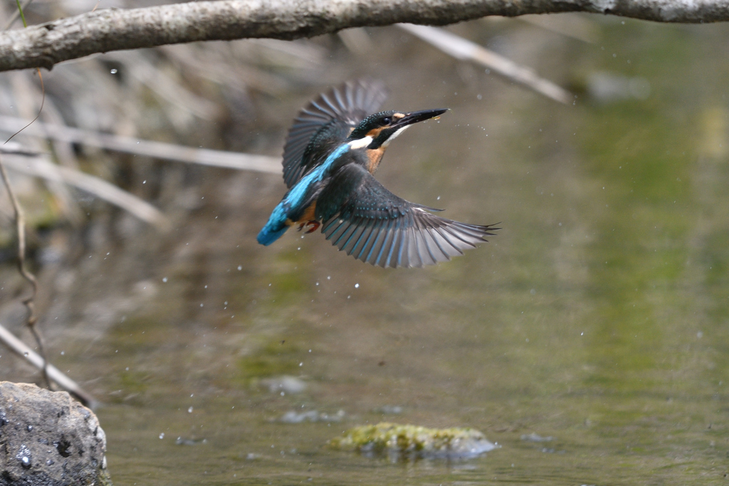 ダイブ戻り 2017_21