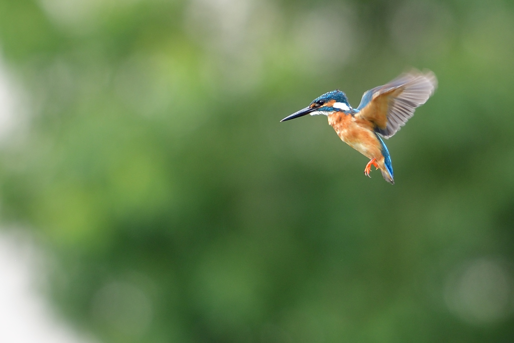 ホバ三昧 2018_47