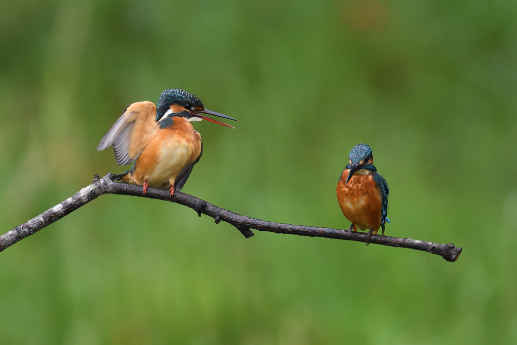 姉さん女房になりそう