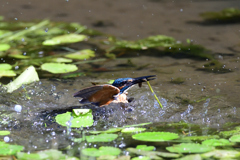 お魚ゲット 2021_73