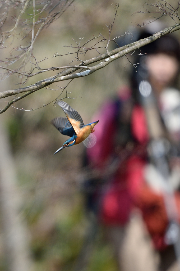 バズーカ・レディとカワセミ