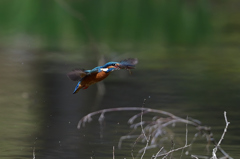 獲ったぞ 41 獲ったぞ 41