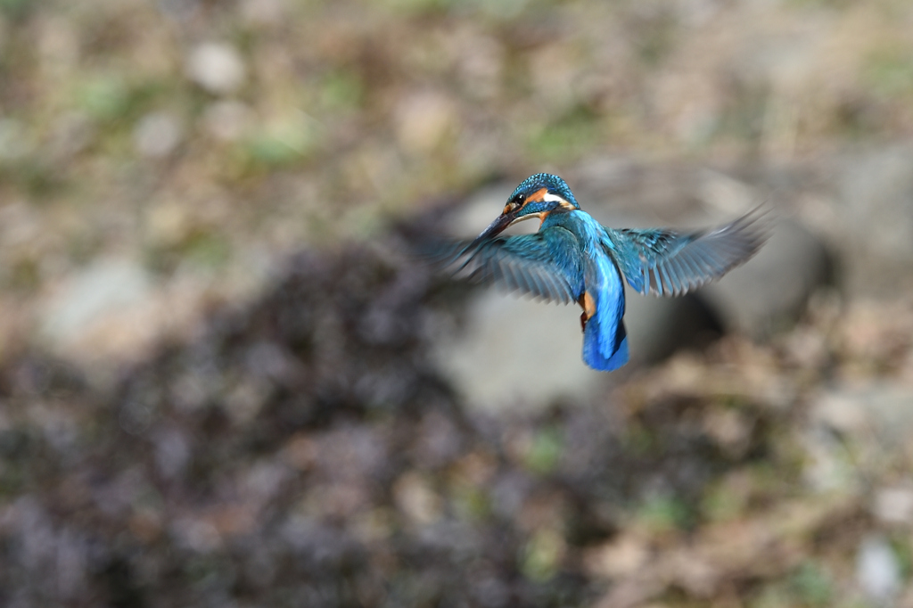 ホバリング 2020_13