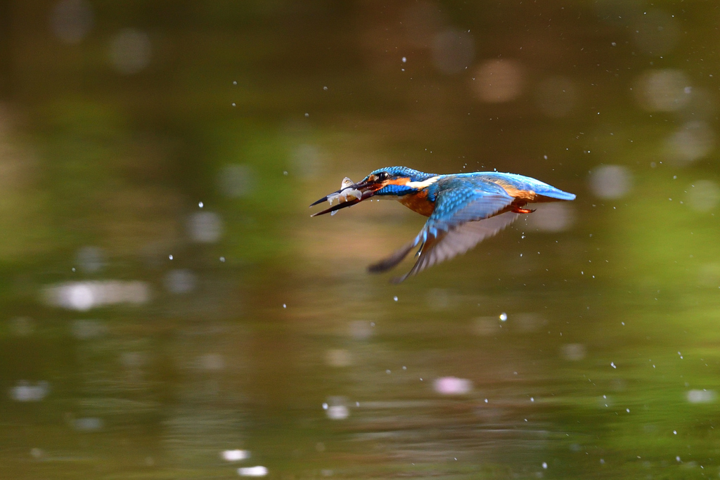 お魚ゲット 2020_17