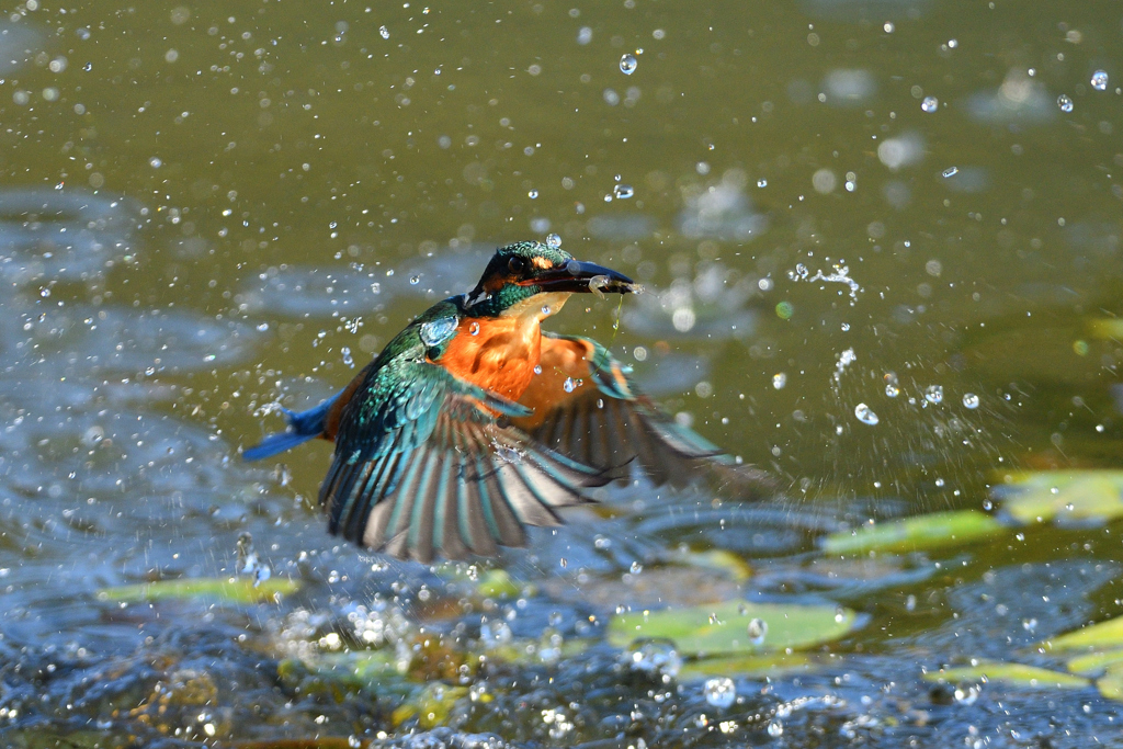 えびゲット 2020_105