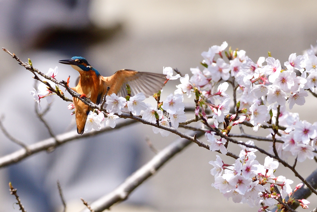 桜に到着