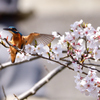 桜に到着