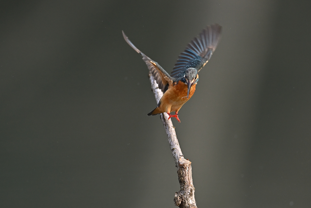 ヒゲを咥えて 2