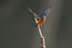 ヒゲを咥えて 2