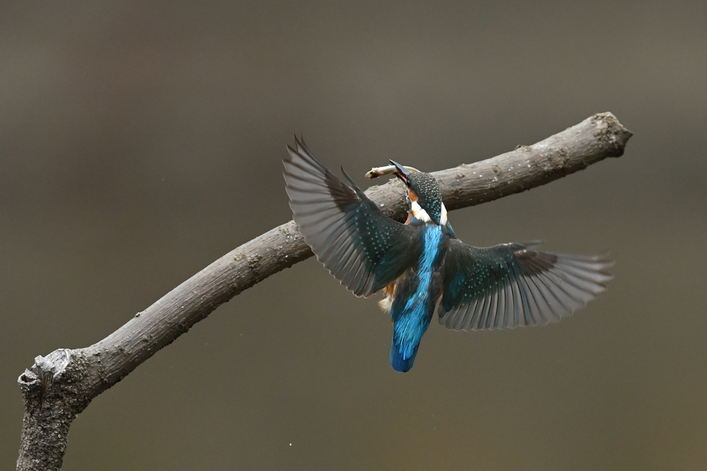止まり木めざし 2
