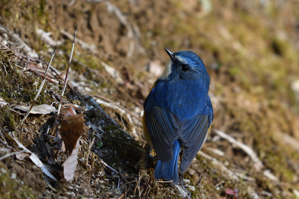 another Blue 1