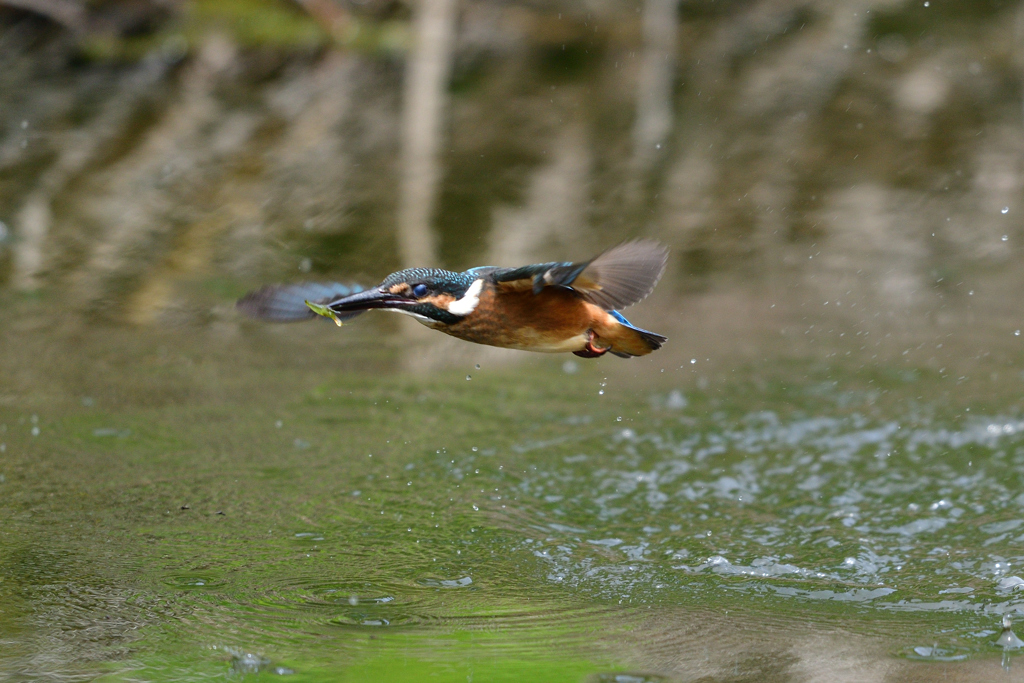 捕ったぞ 2017_32