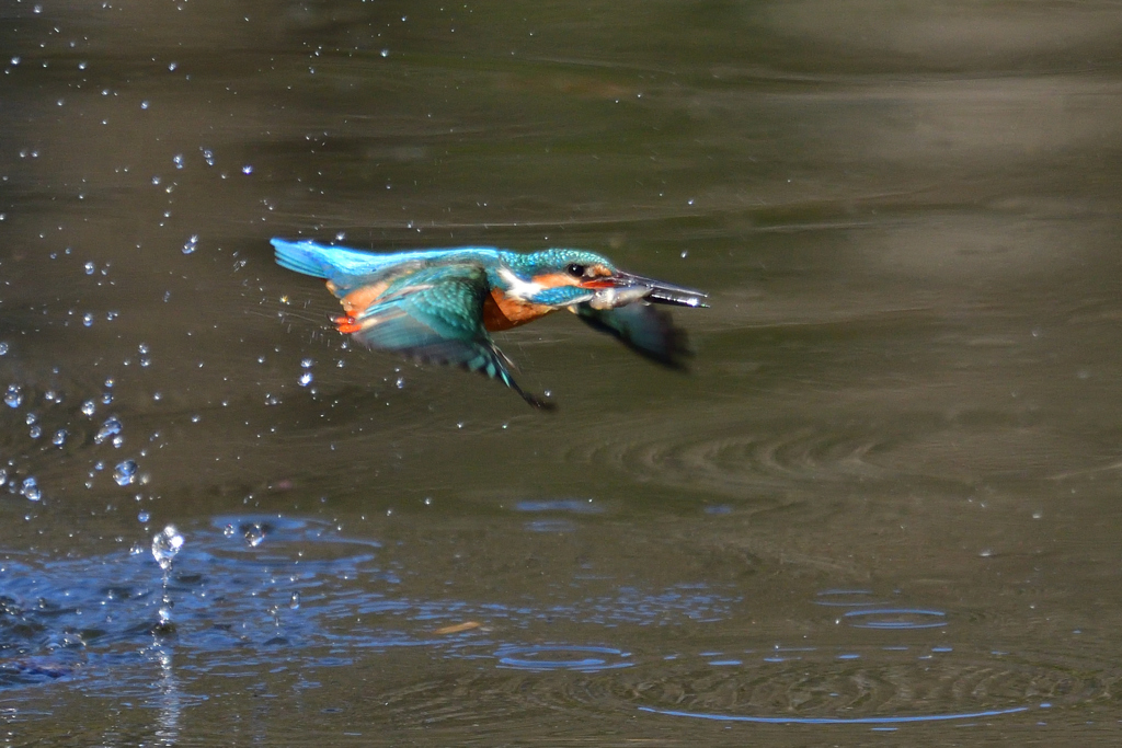 お魚ゲット 2019_24