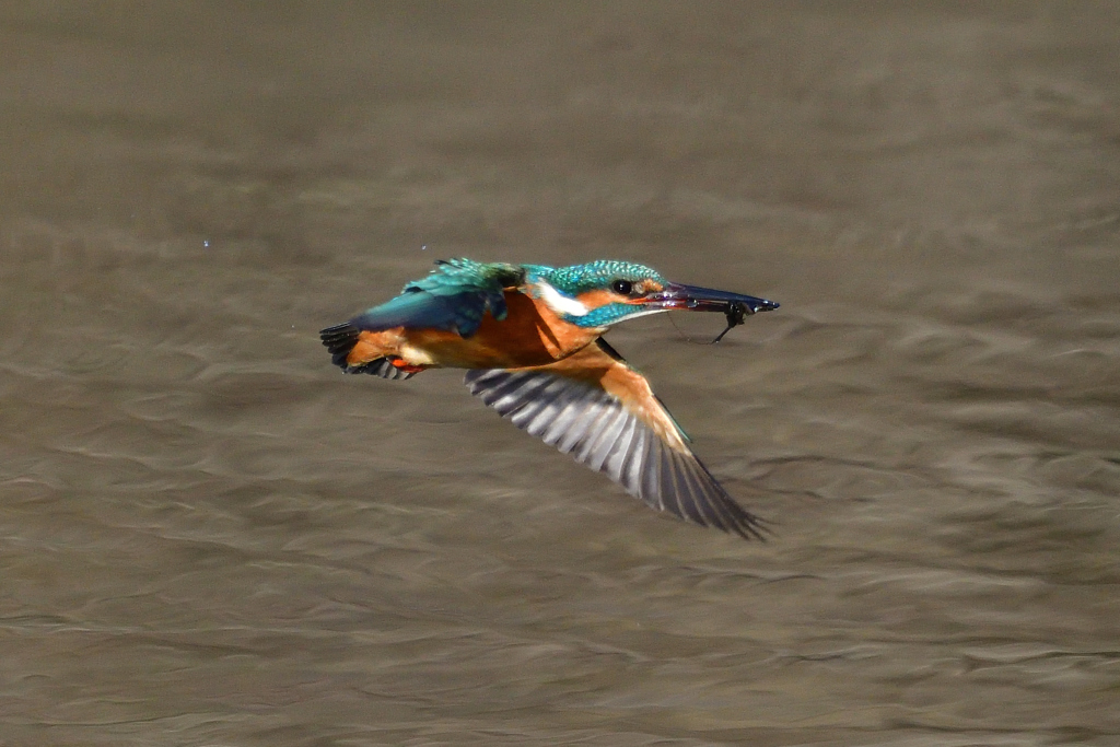 ダイブ戻り 2019_6