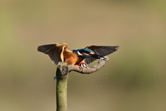 お魚ゲット A-28