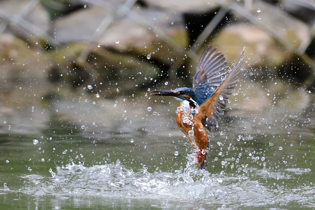 スプラッシュ 2021_34