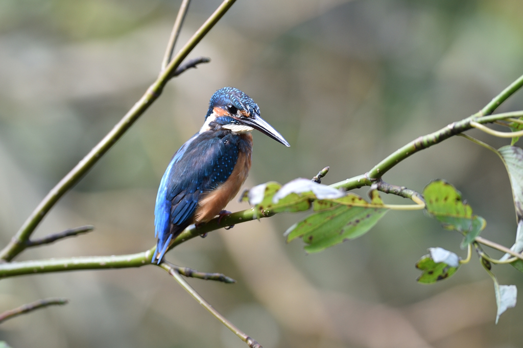 ９月２４日の若