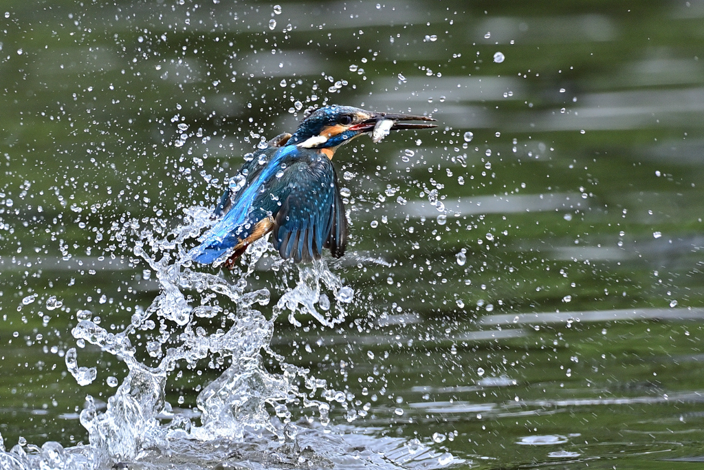 お魚ゲット A-32