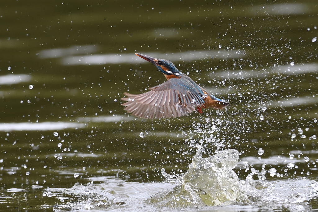 スプラッシュ 2021_42