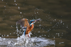 えびゲット 2019_42