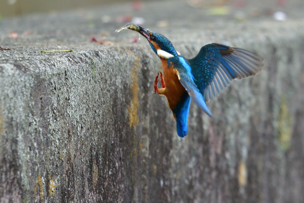 えびゲット 2019_4