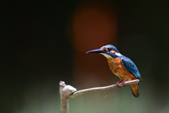 ポートレート 2020_4