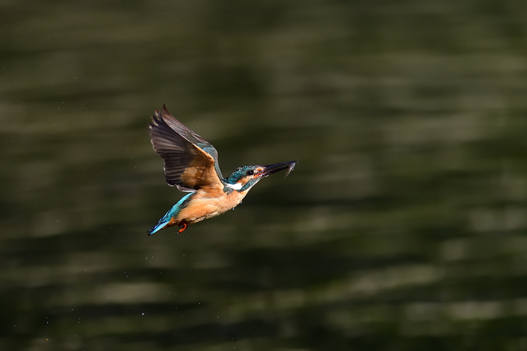 お魚ゲット 2021_56